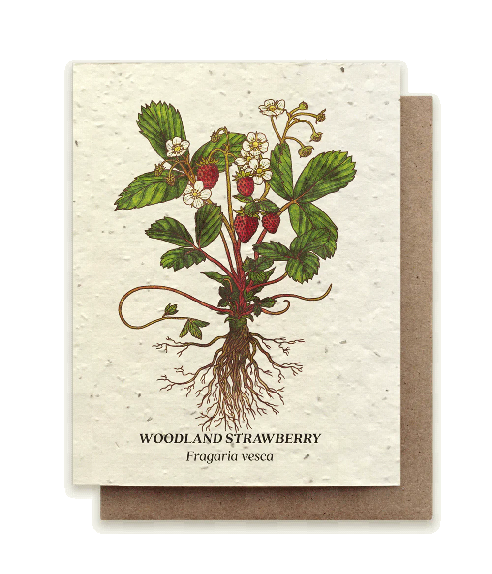 Woodland Strawberry